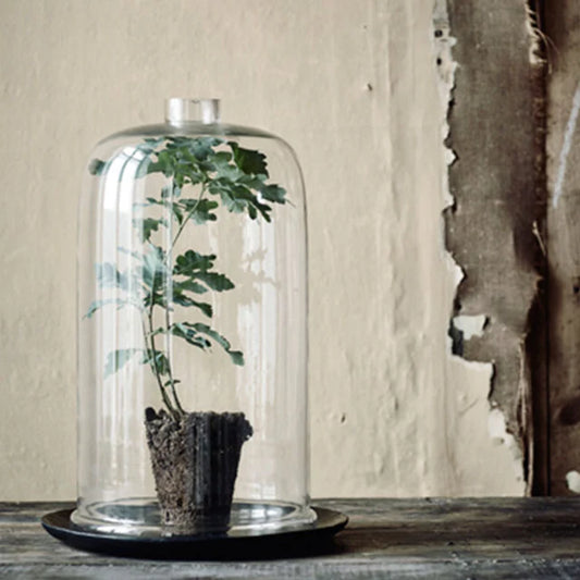 Glas Lanterne M. Kant